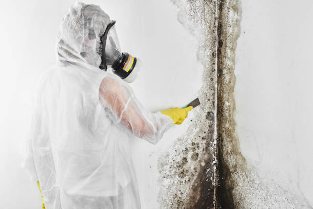 Best Mold Testing  in Mayodan, NC