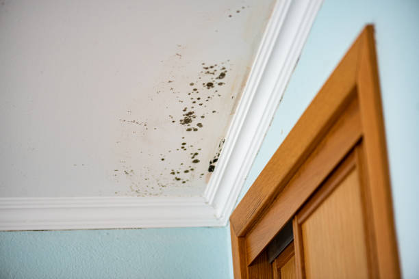 Best Local Mold Removal Service  in Mayodan, NC