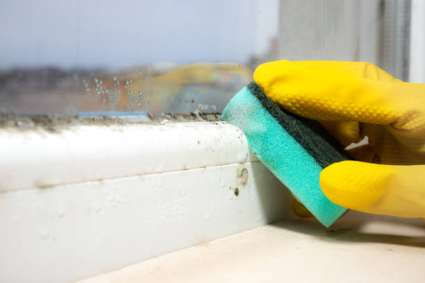 Best Mold Cleaning Services  in Mayodan, NC