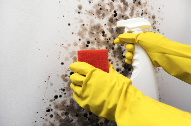 Home Mold Removal in Mayodan, NC