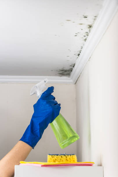 Best Residential Mold Removal  in Mayodan, NC